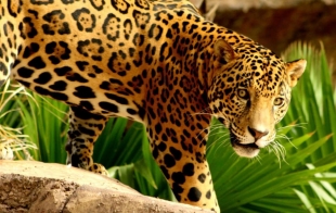 Tamaulipas reactiva programas de conservación de especies; empezará con el jaguar