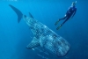 Bombas nucleares ayudan a revelar la edad del tiburón ballena