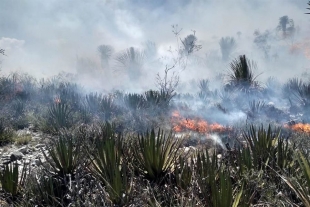 Incendio afecta 970 hectáreas de Wirikuta