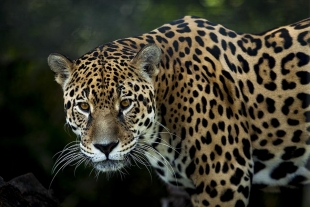 Avistamiento de jaguar en la frontera de México y EUA genera esperanza