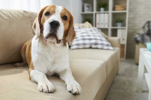 Las y los afectados ya pueden denunciar y exponer su situación ante la Procuraduría Social de la Ciudad de México.