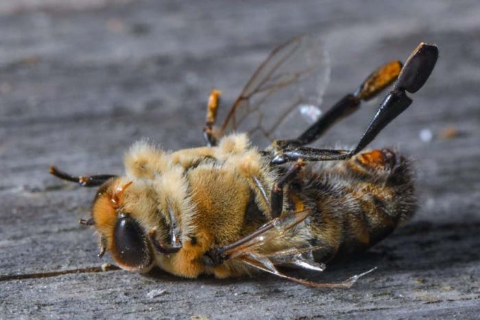 La esperanza de vida de las abejas se acortó a la mitad en los últimos 50 años