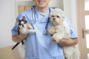 Proponen y analizan que los gastos médicos de mascotas sean deducibles de impuestos