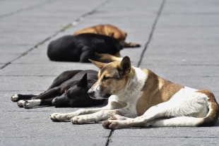 ¡Más sueños así! Niña se hace viral por repartir comida a perritos callejeros