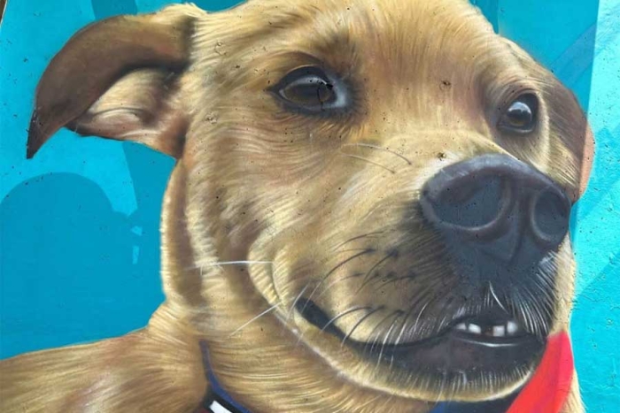 Tijuana homenajea a “El chicles”, perrito corredor de maratones
