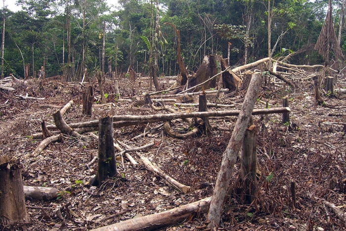 Colombia anuncia la perdida de 171 mil hectáreas de bosques