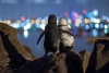 Pingüinos se abrazan tras perder a sus parejas