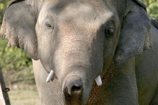 Kavvan, el elefante “más triste del mundo” será llevado a Camboya