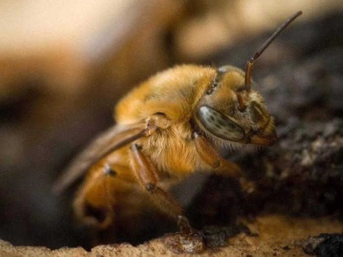 Abejas sin aguijón, el “tesoro” poco conocido de Brasil