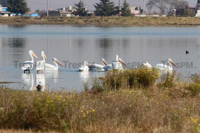 Espectáculo natural en el Bordo de Palmillas sorprende a habitantes