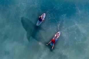 ¿Por qué los tiburones suelen atacar a los surfistas? La ciencia responde