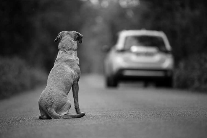 Mundo cruel: mujer abandona a dos perritos en plena calle de Guadalajara