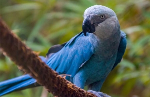 El zoo explicó que el nuevo guacamayo azul no será reintroducido a la naturaleza