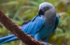 ¡Buenas nuevas! Nace en Bélgica un guacamayo azul, especie extinta en estado salvaje