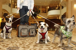 ¡Consentidas! Cuba tendrá su primer hotel internacional para mascotas