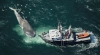 ¡Terrible! Ruido de embarcaciones provoca que las ballenas pierdan el rumbo