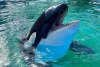 ¡La espera terminó! 50 años después, la orca “Lolita” será liberada de cautiverio