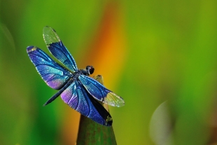 Por calentamiento global, las libélulas están perdiendo su color