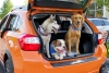 ¡Guau! Lanzan renta de autos Pet Friendly para que mascotas acompañen a sus dueños