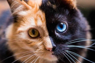 Quimerismo: el fenómeno que hace que los gatos tengan “dos caras”
