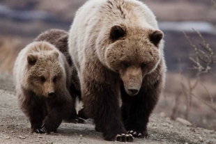 Los osos pardos están perdiendo sus garras y los humanos somos culpables