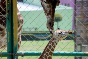 El Zoológico de Zacango le da la bienvenida a una nueva cría de jirafa