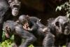 Grupo de chimpancés asesinó a una cría albina