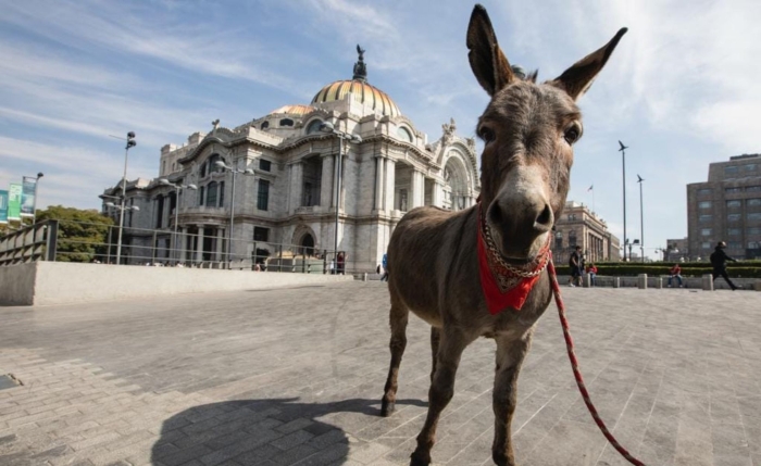 El burrito “Tribilin” protagoniza sesión de fotos para salvar su especie