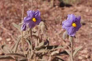 Descubren una planta que es macho, hembra y bisexual