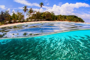 Pide ONU al mundo reconciliarse con la naturaleza