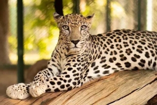 Secuencian genoma del leopardo de Arabia, subespecie amenazada