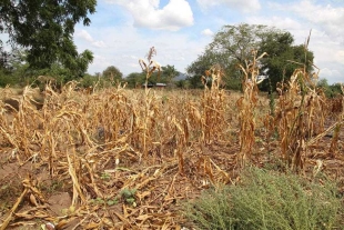 Preocupa a productores de maíz del Estado de México la falta de lluvia