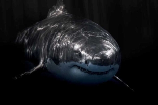 Tiburones blancos desconciertan a los expertos por nadar en la zona crepuscular
