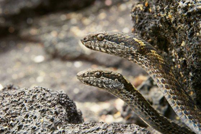 Estudio confirma la existencia de conductas de canibalismo entre las culebras de Galápagos