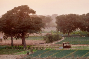 La Gran Muralla Verde, el sueño ecológico de África en construcción