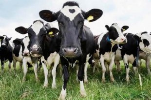 Hombre demanda a sus vacas por no dar leche