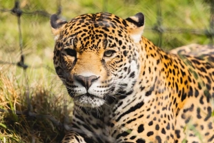 ¡Indignante! Jaguar muere atropellado en la Riviera Maya