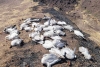 Encuentran 50 gansos sin vida en Chihuahua en el mismo lugar donde murieron tordos
