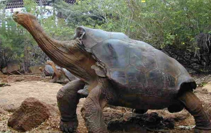 Aparece tortuga gigante que se creía extinta