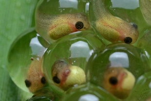 Sin huevos ni larvas acuáticas; revelan que la mayoría de anfibios cambiaron su modo de reproducción