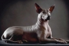 Senado aprueba que el xoloitzcuintle sea la “mascota” oficial de la CDMX