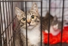 Nueva York prohibe vender perros, gatos y conejos en tiendas de mascotas