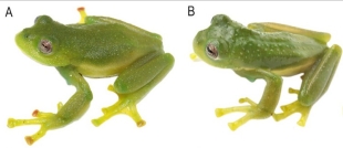 ¡Tienes que verlas! Hallan dos nuevas especies de ranas de cristal en Ecuador