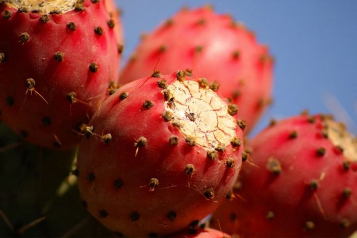 Colonche, una delicia ancestral mexicana a punto de desaparecer