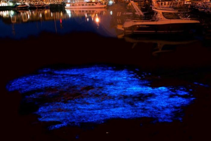 Las Lágrimas Azules que amenazan a la vida marina