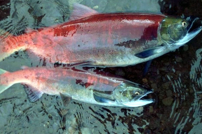 Salmones más pequeños por cambio climático