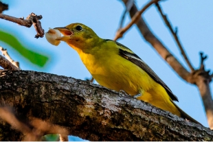 Colima tiene la mayor biodiversidad de fauna