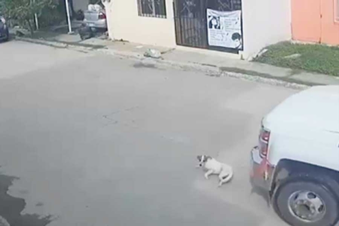 Exigen justicia para “Firus”: perrito atropellado por camión de gas en Tabasco