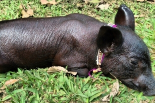 El cerdo pelón mexicano, una extraña raza traída por los españoles