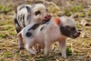 La UNAM advierte por qué no es recomendable tener un mini pig como mascota
